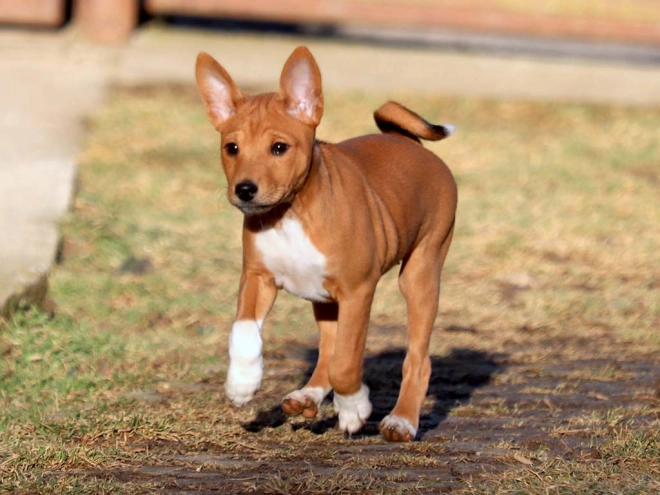 Basenji puppy for sale