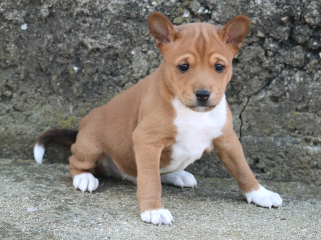 Basenji puppy for sale