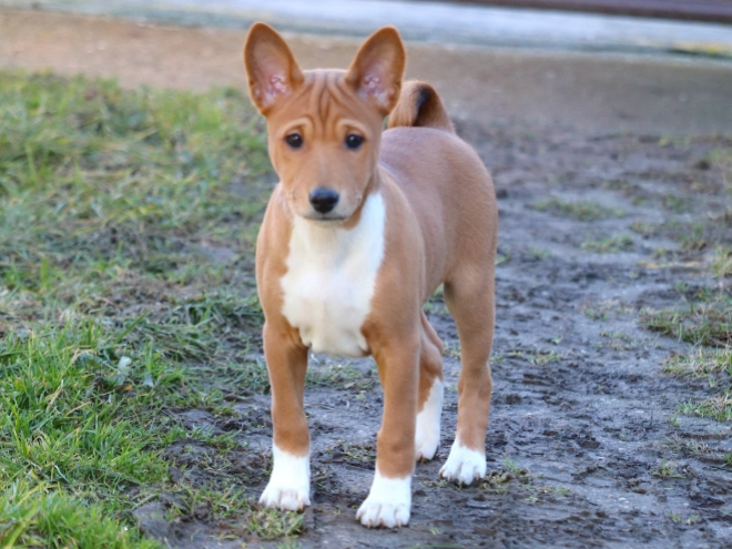 Basenji puppy for sale