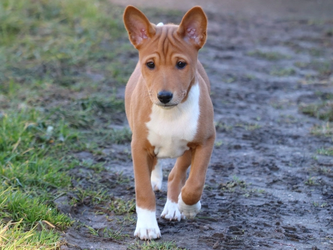 Basenji puppy for sale
