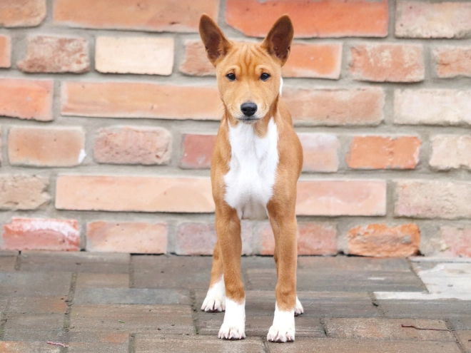 Basenji puppy for sale