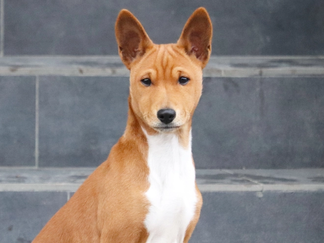 Basenji puppy for sale