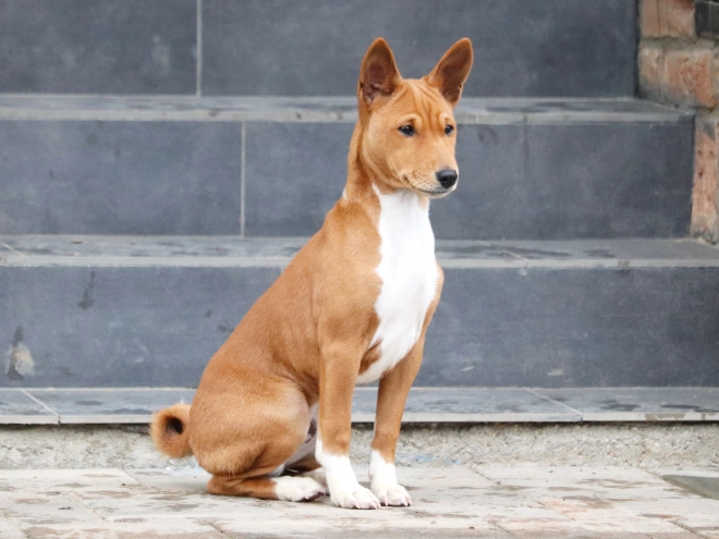 Basenji puppy for sale