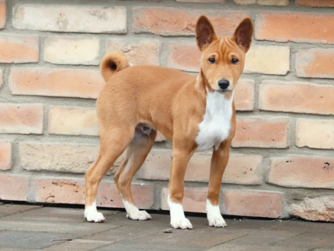 Basenji puppy for sale