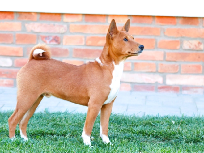 Basenji puppy for sale