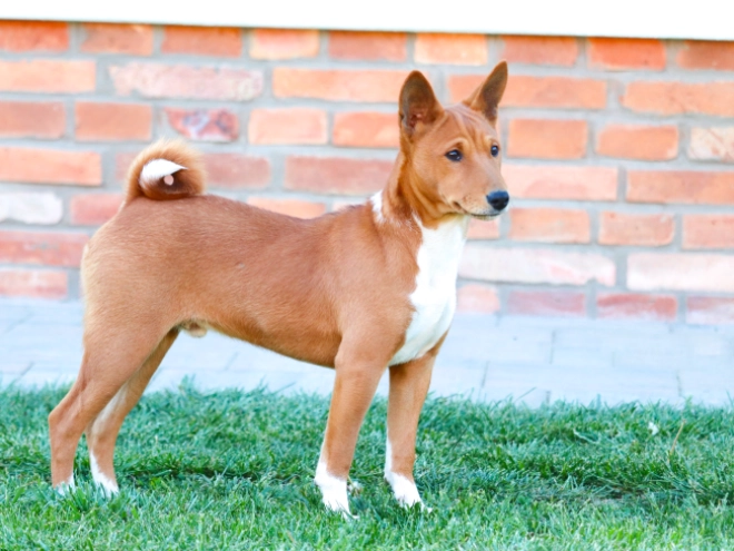 Basenji puppy for sale