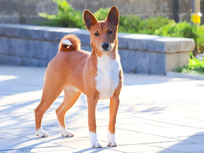 Basenji puppy for sale