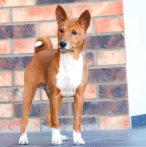 Basenji Welpe kaufen