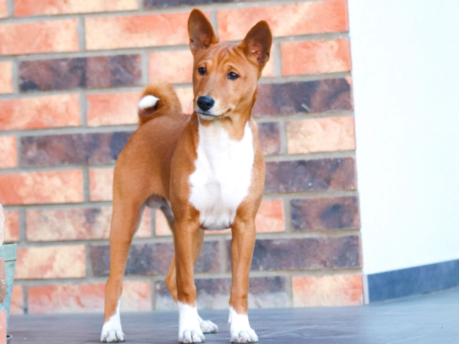 Basenji puppy for sale