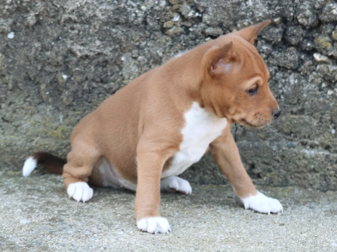 Basenji puppy for sale