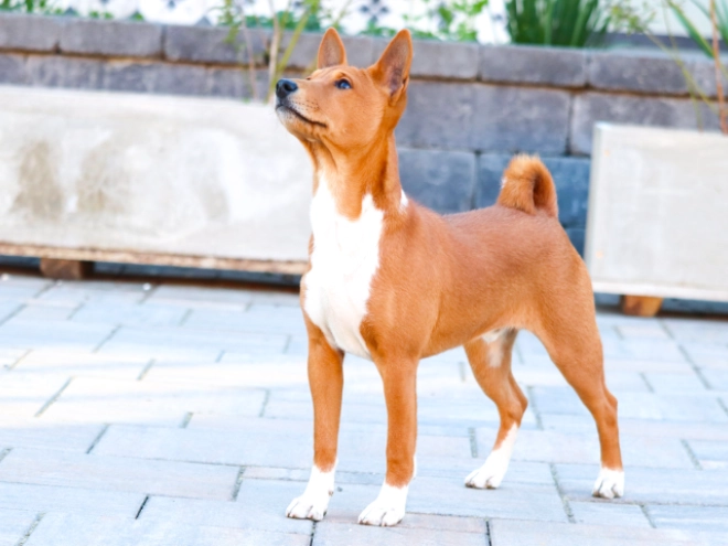 Basenji puppy for sale