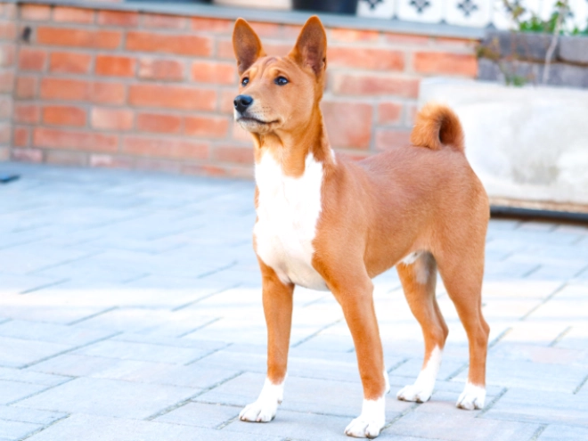 Basenji puppy for sale