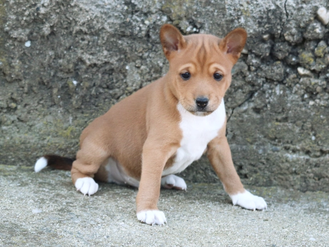 Basenji puppy for sale