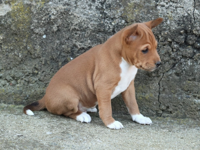Basenji puppy for sale