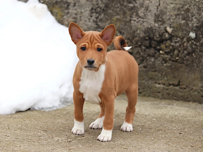 Basenji puppy for sale