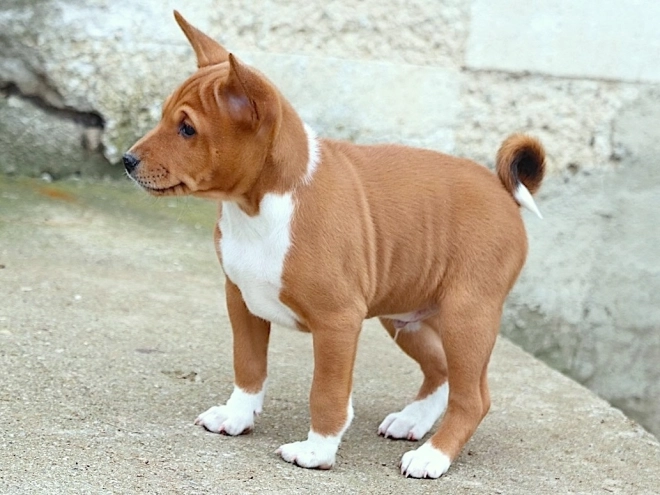 Basenji puppy for sale