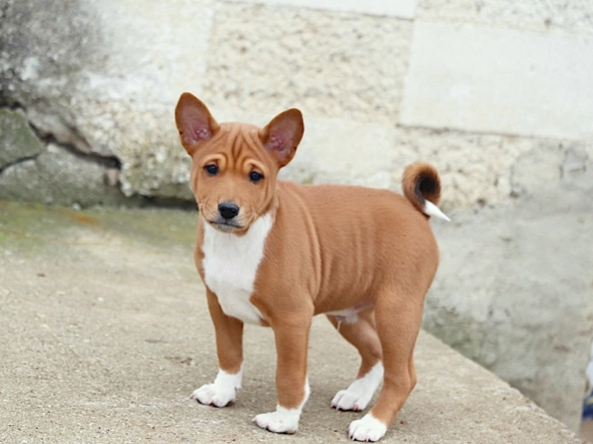 Basenji puppy for sale