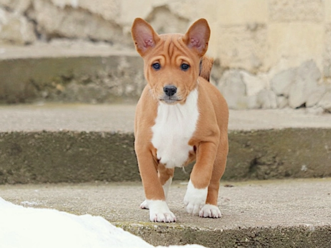 Basenji puppy for sale