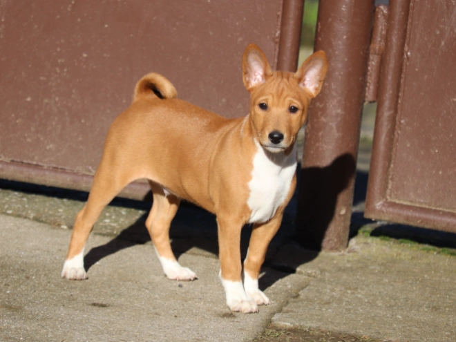 Basenji puppy for sale