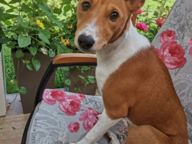 Basenji puppy for sale