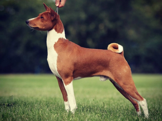Perros Basenji en venta