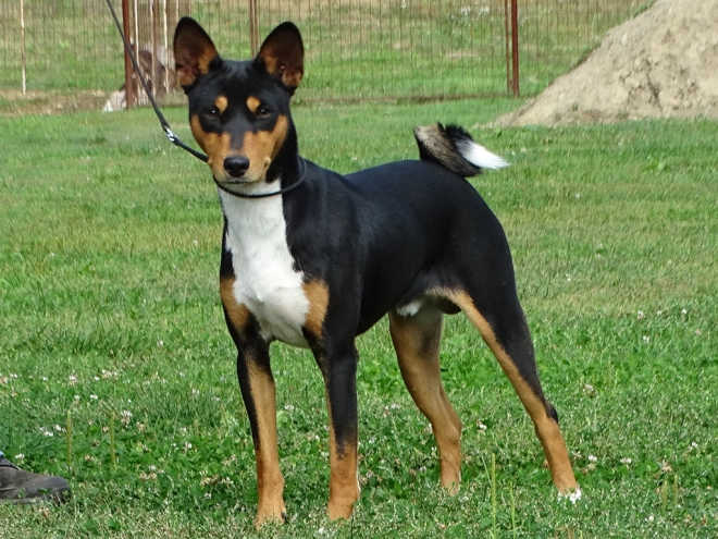 Basenji puppy for sale