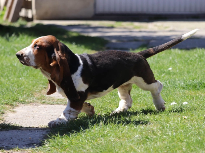 Basset Hound Welpe kaufen
