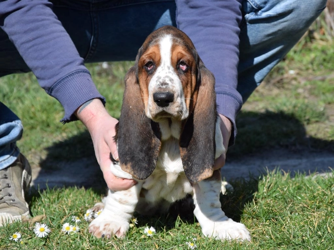 Basset Hound Welpe kaufen