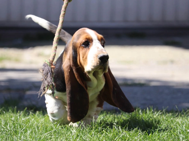Basset Hound Welpe kaufen