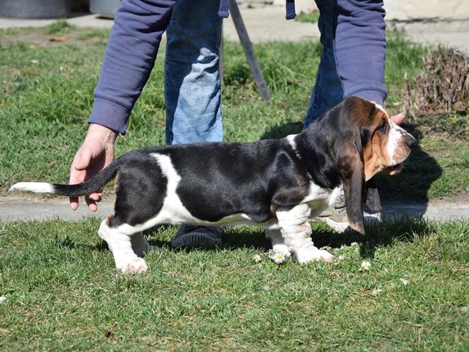 Basset Hound Welpe kaufen