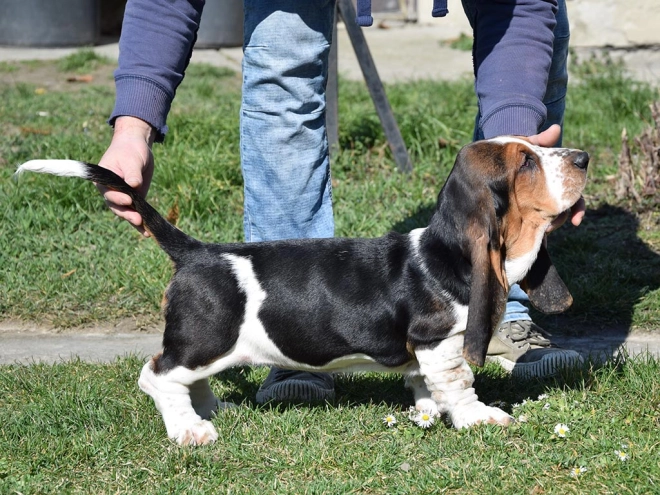 Basset Hound Welpe kaufen