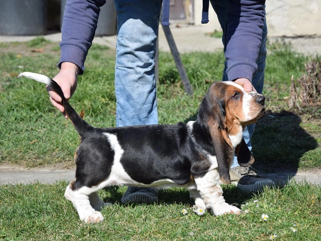 Basset Hound Welpe kaufen