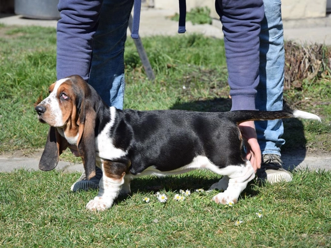 Basset Hound Welpe kaufen