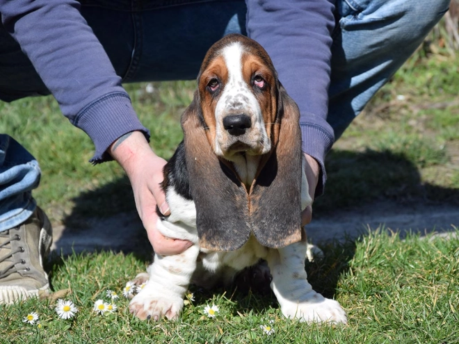 Basset Hound Welpe kaufen