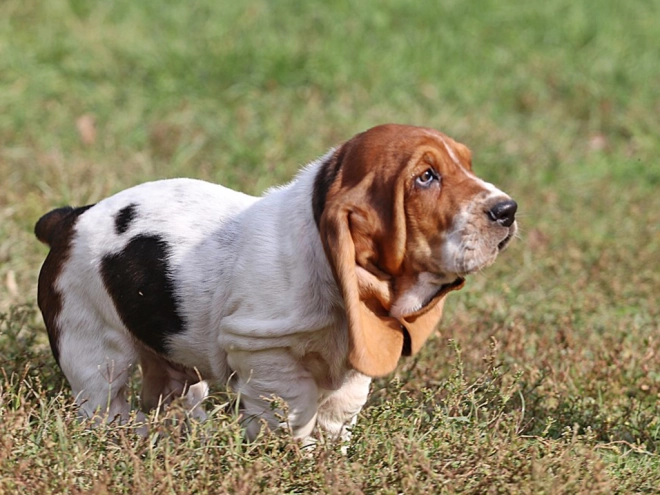 Basset Hound Welpe zu verkaufen