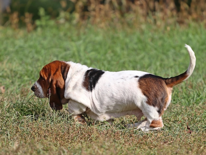 Basset Hound Welpe zu verkaufen