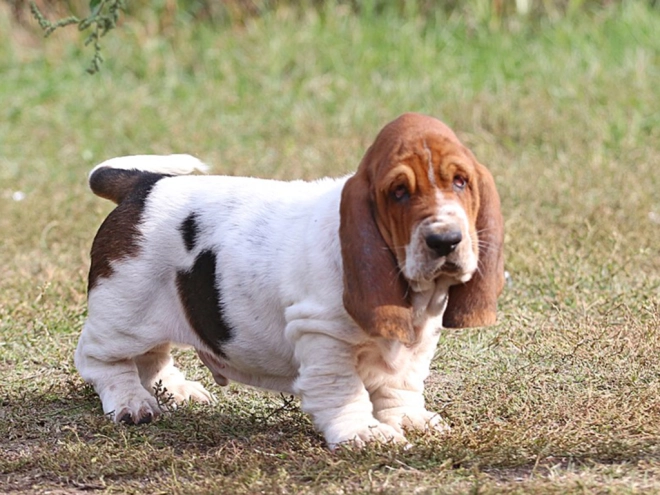 Basset Hound Welpe zu verkaufen
