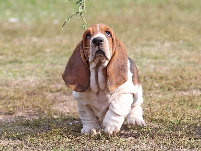 Basset Hound Welpe zu verkaufen