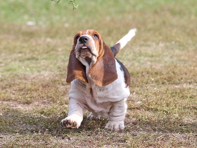 Basset Hound Welpe zu verkaufen