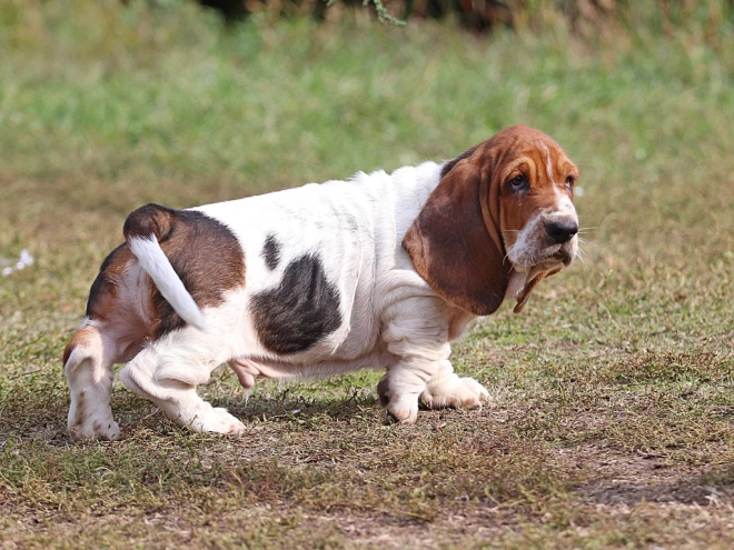 Basset Hound Welpe zu verkaufen
