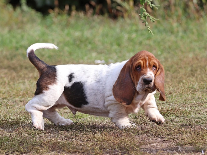 Basset Hound Welpe zu verkaufen