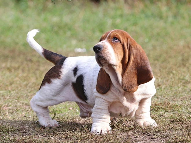 Basset Hound Welpe zu verkaufen