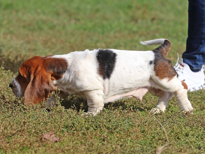 Basset Hound Welpe zu verkaufen