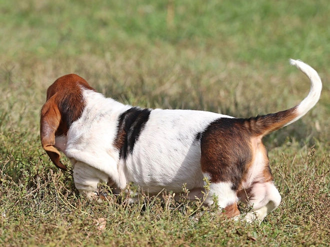 Basset Hound Welpe zu verkaufen