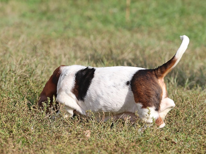 Basset Hound Welpe zu verkaufen