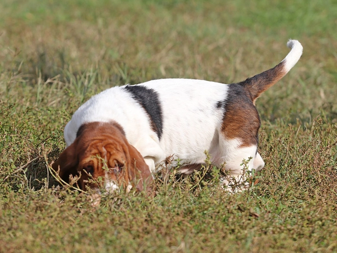 Basset Hound Welpe zu verkaufen