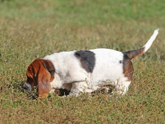 Basset Hound Welpe zu verkaufen