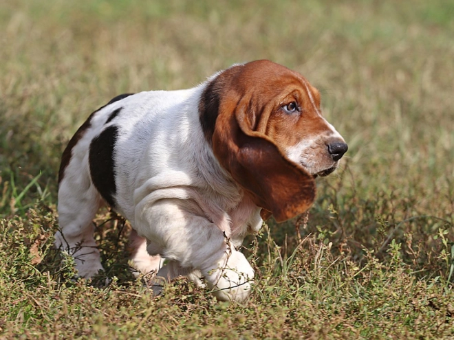 Basset Hound Welpe zu verkaufen