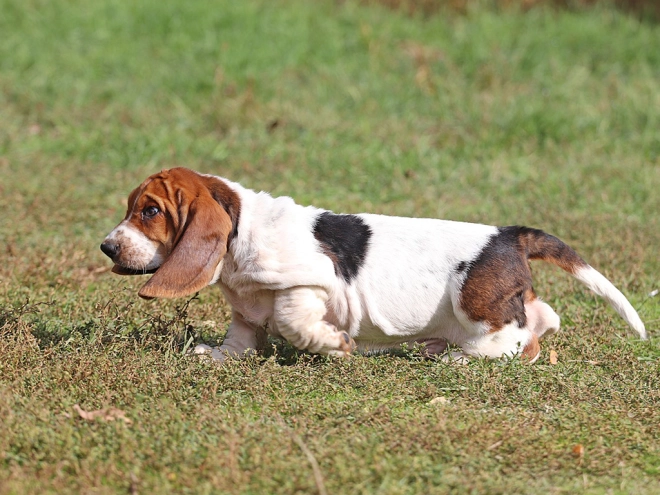 Basset Hound Welpe zu verkaufen
