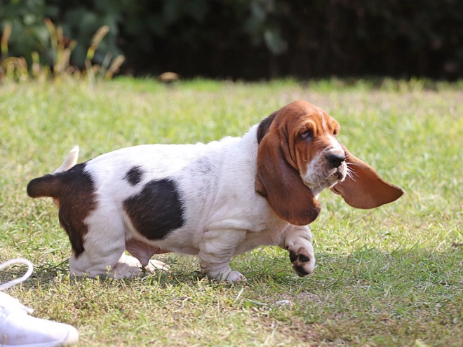 Basset Hound Welpe zu verkaufen